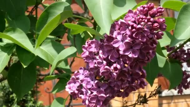 Lovely Lilac Branch Purple Lilac Syringa Vulgaris Brick Wall Swinging — Stock Video