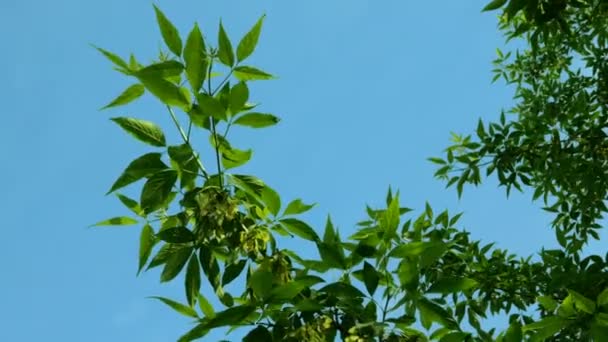 カエデや他の植物の枝は きれいな青空の背景に対して風に揺れている クローズ アップ — ストック動画