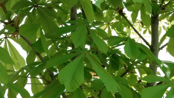 Blätter Der Rosskastanie Aesculus Hippocastanum Auf Ästen Die Frühling Wind — Stockvideo