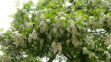 Çiçek açan çekirge ağacı. Çiçekler ve beyaz akasya yaprakları parkta bir ağaç dalı üzerinde rüzgarsal sallar. Güzel bahar manzara.