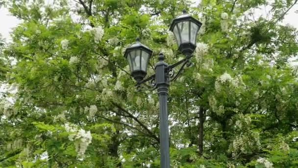 盛开的蝗树 花和叶子的白色金合花在风中摇摆在公园的树枝上 美丽的春天风景 — 图库视频影像