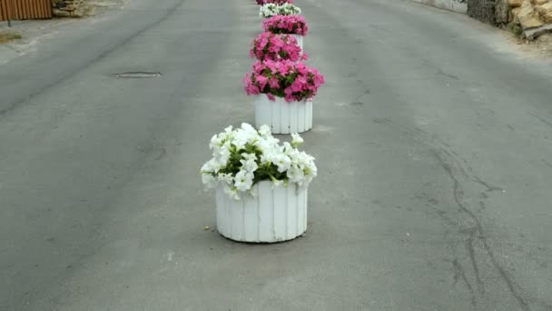 Camas Flores Com Flores Que Dividem Estrada Duas Partes Ficar — Vídeo de Stock