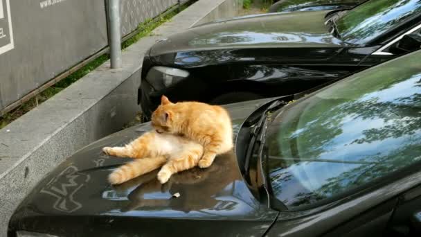 Kırmızı Kedi Arabanın Kaputunda Yatıyor Farklı Yerlerde Kendini Yalıyor — Stok video
