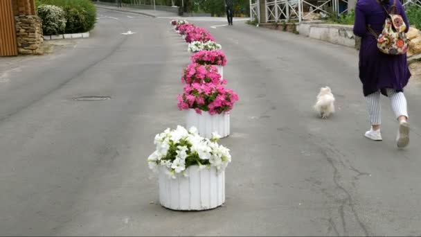 Femme Promène Long Ruelle Parmi Les Fleurs Sur Trottoir Avec — Video