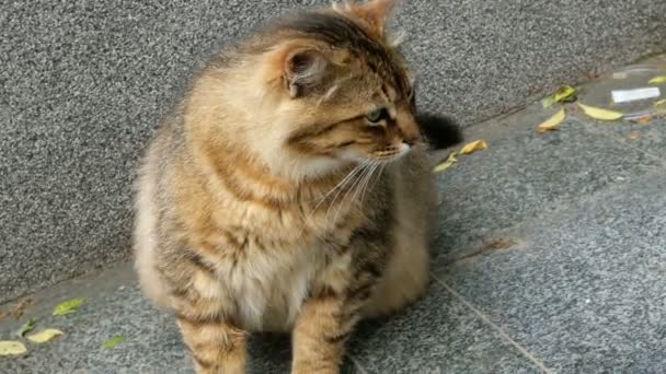 Bunte Katze Von Brauner Farbe Sitzt Auf Einer Betonfläche Und — Stockvideo