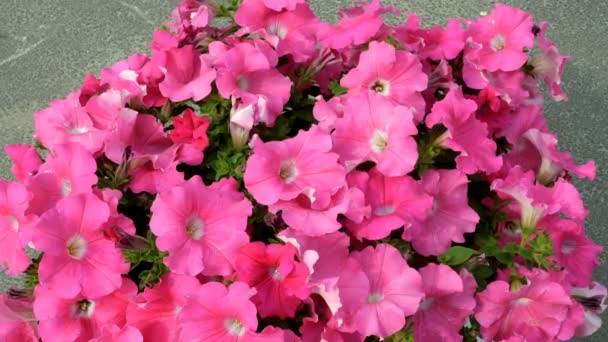 Szabadban Virágcserép Rózsaszín Petúnia Virágok Szirmok Reszketni Szélben Gyönyörű Virág — Stock videók