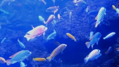 Düzensiz çok renkli aydınlatma ile büyük akvaryum, burada farklı egzotik balıklar sualtı yüzme. Seçici yumuşak odaklama.