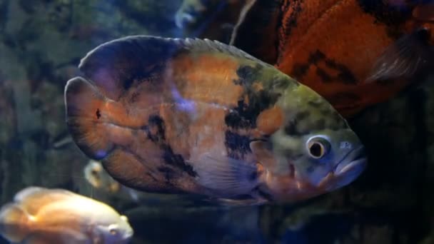 大水族馆与不均匀的五颜六色的照明 其中游泳不同的异国情调的鱼水下 选择性软焦 — 图库视频影像
