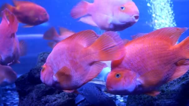 Grande Acquario Con Illuminazione Multicolore Irregolare Cui Nuotare Diversi Pesci — Video Stock