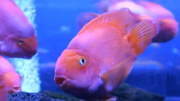Velké Akvárium Nerovnoměrným Mnohobarevným Osvětlením Němž Plaví Různé Exotické Ryby — Stock video