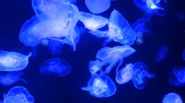Düzensiz çok renkli aydınlatma ile büyük akvaryum, burada farklı egzotik Denizanaları sualtı yüzme. Seçici yumuşak odaklama.