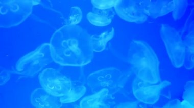 Düzensiz çok renkli aydınlatma ile büyük akvaryum, burada farklı egzotik Denizanaları sualtı yüzme. Seçici yumuşak odaklama.