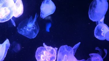 Düzensiz çok renkli aydınlatma ile büyük akvaryum, burada farklı egzotik Denizanaları sualtı yüzme. Seçici yumuşak odaklama.