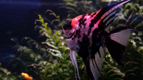 Grand Aquarium Avec Éclairage Multicolore Inégal Nager Différents Poissons Exotiques — Video