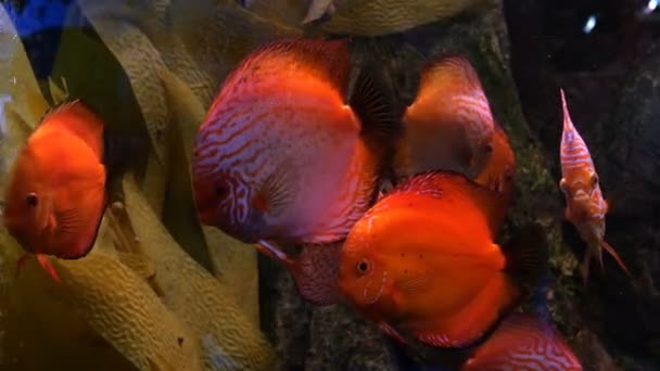 Grande Acquario Con Illuminazione Multicolore Irregolare Cui Nuotare Diversi Pesci — Video Stock