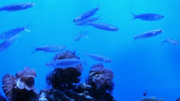 Groot Aquarium Met Ongelijke Meerkleurige Verlichting Waarbij Verschillende Exotische Vissen — Stockvideo