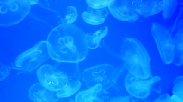 Duże Akwarium Nierównym Wielokolorowe Oświetlenie Którym Pływanie Różnych Egzotycznych Jellyfishes — Wideo stockowe