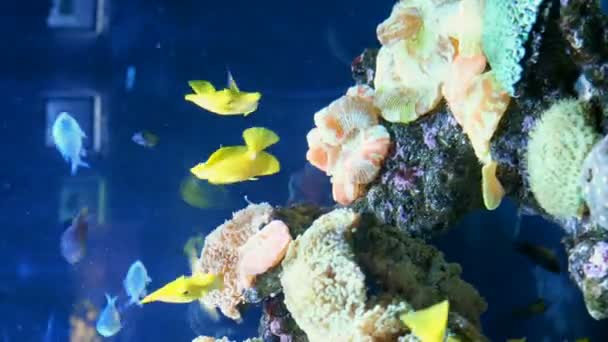 Grande Acquario Con Illuminazione Multicolore Irregolare Cui Nuotare Diversi Pesci — Video Stock