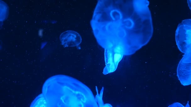Большой Аквариум Неравномерным Разноцветным Освещением Котором Плавают Различные Экзотические Медузы — стоковое видео