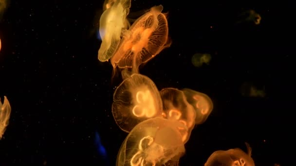 大水族馆与不均匀的多彩照明 其中游泳不同的异国情调的水母水下 选择性软焦 — 图库视频影像