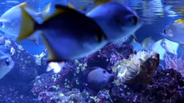 Düzensiz çok renkli aydınlatma ile büyük akvaryum, burada farklı egzotik balıklar sualtı yüzme. Seçici yumuşak odaklama.