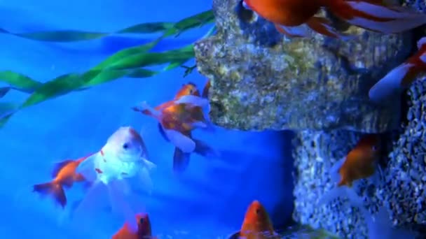 Grande Acquario Con Illuminazione Multicolore Irregolare Cui Nuotare Diversi Pesci — Video Stock