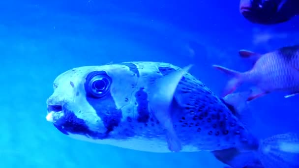 Большой Аквариум Неравномерным Разноцветным Освещением Котором Плавают Различные Экзотические Рыбы — стоковое видео