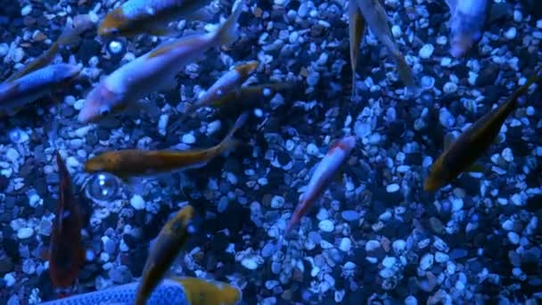 不均一な多色の照明を持つ大きな水族館は 水中で異なるエキゾチックな魚を泳いでいます 選択的ソフトフォーカス — ストック動画