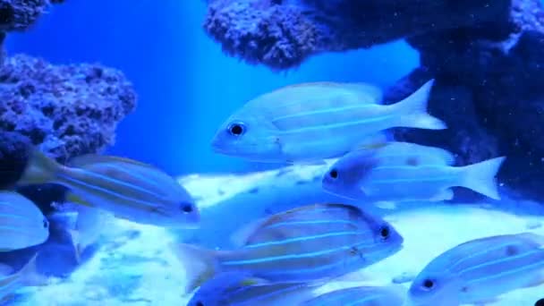 Grande Acquario Con Illuminazione Multicolore Irregolare Cui Nuotare Diversi Pesci — Video Stock