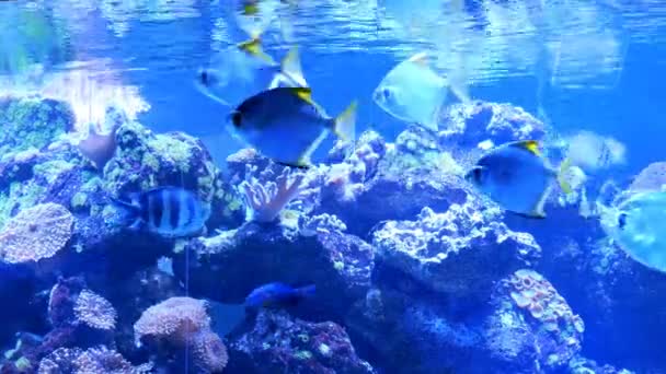 Groot Aquarium Met Ongelijke Meerkleurige Verlichting Waarbij Verschillende Exotische Vissen — Stockvideo