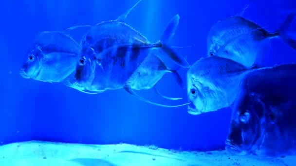 Velké Akvárium Nerovnoměrným Mnohobarevným Osvětlením Němž Plaví Různé Exotické Ryby — Stock video