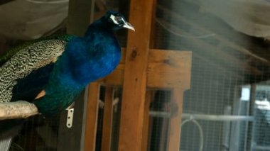 Erkek mavi tavus kuşu (Pavo cristatus) ahşap dalı üzerinde kafes içinde yükseklikleri üzerinde bir levrek üzerinde oturan. Close.