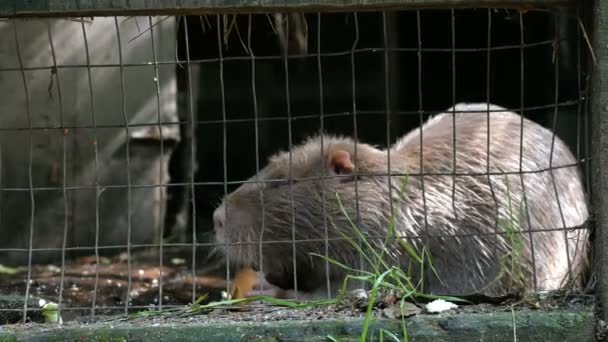 Shaggy Gray Sumpbäver Bur Äter Sin Mat Eller Delikatess Närbild — Stockvideo