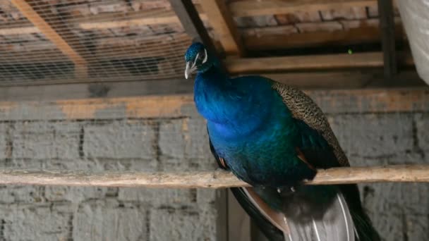 Male Blue Peacock Pavo Cristatus Sitting Perch Heights Cage Wooden — Stock Video