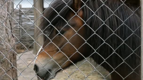 Portrét Smutného Hnědého Koně Plotem Farmě Venku Close — Stock video