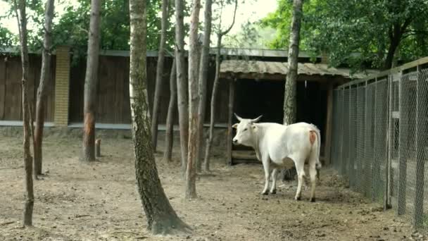 Bílý Buvol Stojí Plotem Farmě Vrtí Ocasem Kroutí Hlavou — Stock video