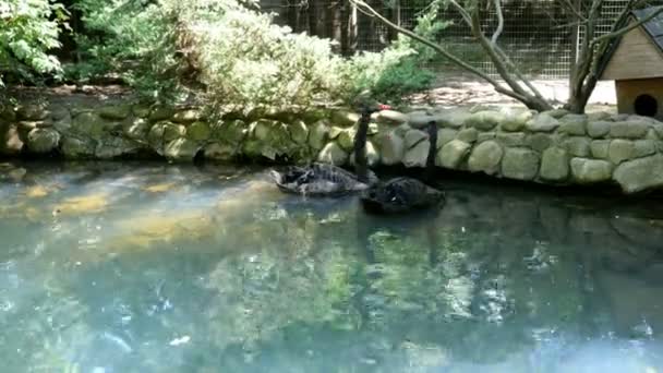 Zwei Schöne Schwarze Schwäne Schwimmen Gemeinsam Einem Ruhigen Zierteich Freien — Stockvideo