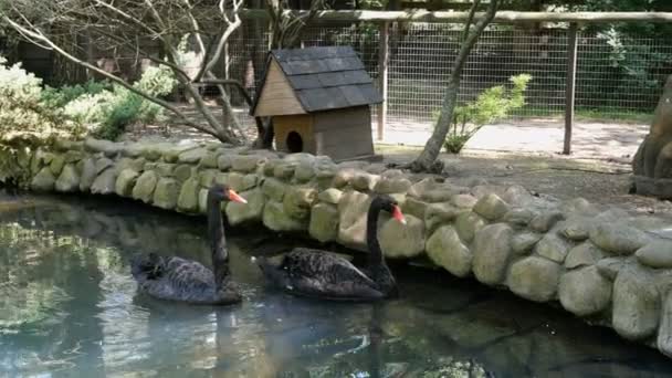 Два Прекрасных Черных Лебедя Плавают Спокойном Декоративном Пруду Вместе Открытом — стоковое видео
