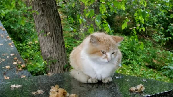 Chat Bigarré Couleur Brune Assis Sur Une Surface Béton Regarde — Video