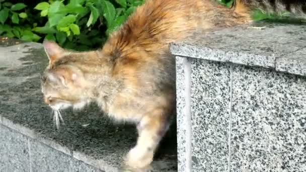 Bunte Katze Von Brauner Farbe Sitzt Auf Einer Betonoberfläche Und — Stockvideo