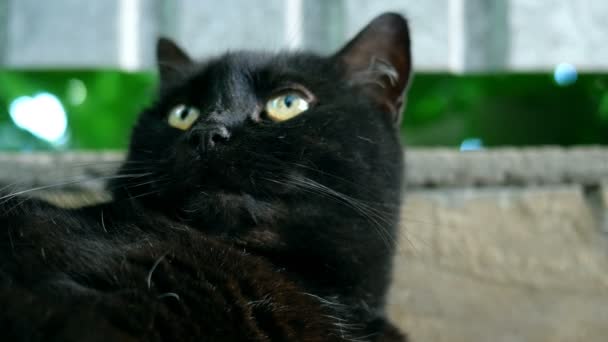 Lose Porträt Einer Schwarzen Katze Die Ihren Kopf Von Einer — Stockvideo