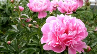 Pembe şakayık (Paeonia) çiçekleri parkta, tam Bloom çiçeklenme Bush.