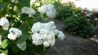 Tam Bloom beyaz hidangea (Hortensia) parkta çiçekler, çiçeklenme Bush.