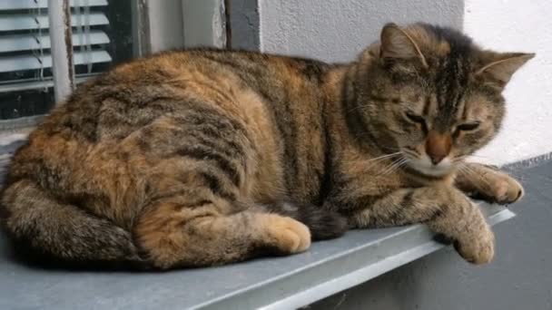 Rumah Atau Kucing Tunawisma Terletak Pada Jendela Rumah Mengipis Dan — Stok Video