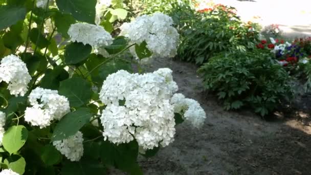 Bloeiende Struik Van Witte Hortensia Hortensia Bloemen Het Park Volle — Stockvideo