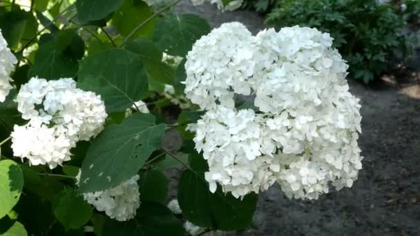 Kvetoucí Keř Bílé Hydrangey Hortensie Květin Parku Plném Květu — Stock video