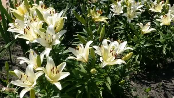 Arbusto Floreciente Lirios Blancos Crema Lilium Flores Parque Plena Floración — Vídeo de stock