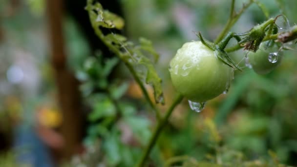 Natte Groene Onrijpe Tomaat Hangt Een Tak Onder Stromen Van — Stockvideo