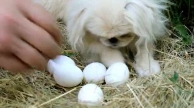 Elleri ile Adam saman veya tavuk tünek beyaz yumurta toplamak ve yumurta için bir hasır sepet içinde katlar. Küçük, eğlenceli beyaz Pekinli köpek yumurta çalış ve insan yardımcı olur.