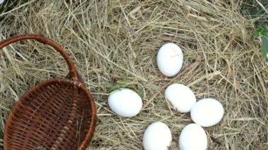 Elleri ile Adam saman veya tavuk tünek beyaz yumurta toplamak ve yumurta için bir hasır sepet içinde katlar.